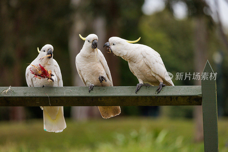 三个硫磺冠凤头鹦鹉在栅栏上，Cacatua galerita